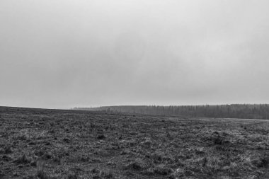 Ormanın siyah beyaz manzarasının güzel bir görüntüsü.