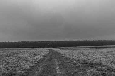 Ormandaki karanlık sisli yol