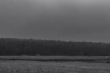 Ormandaki yolun siyah beyaz fotoğrafı.