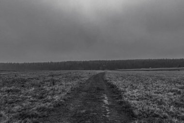 Ormandaki bir yolun dikey çekimi.