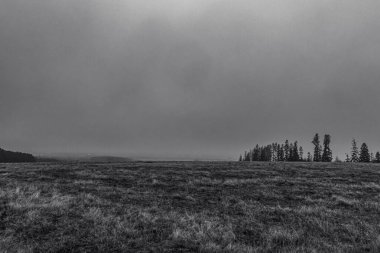 Ormanın güzel manzarası