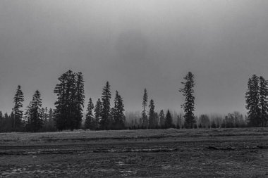 Landscapes, Forest, Carpathians, Photos of nature -Black and white photos, monochrome photos - Europe, Eastern Europe