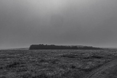 Landscapes, Forest, Carpathians, Photos of nature -Black and white photos, monochrome photos - Europe, Eastern Europe