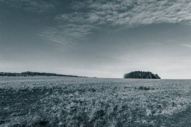 Bir tarla ve bir ağaç