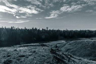 Ağaçlar ve ormanlarla dolu güzel bir manzara.