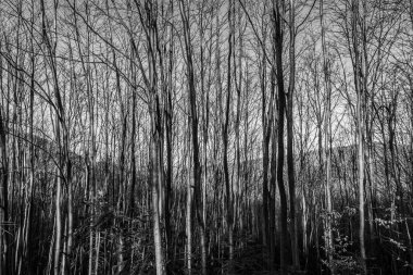 Ormandaki bir ağacın alçak açılı görüntüsü.