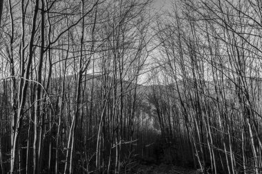 bir ağacın siyah beyaz fotoğrafı