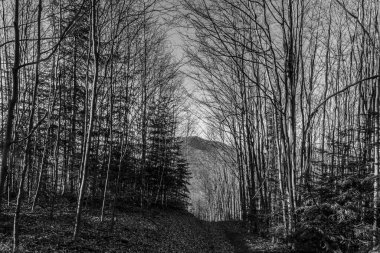 Güzel manzara siyah beyaz