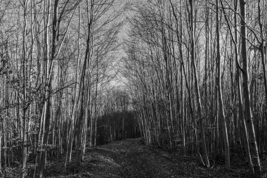 Parktaki güzel orman