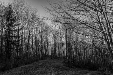 Dağlardaki bir ormanın gri tonlu görüntüsü.