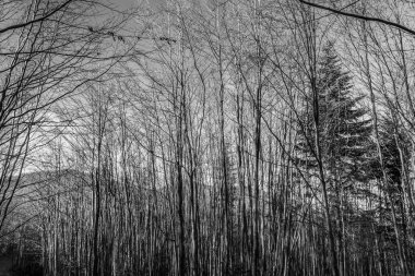 Ağaçlar ve ormanlarla dolu güzel bir manzara.