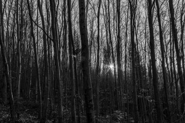 bir ormanın siyah beyaz fotoğrafı