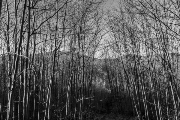 bir ağacın siyah beyaz fotoğrafı