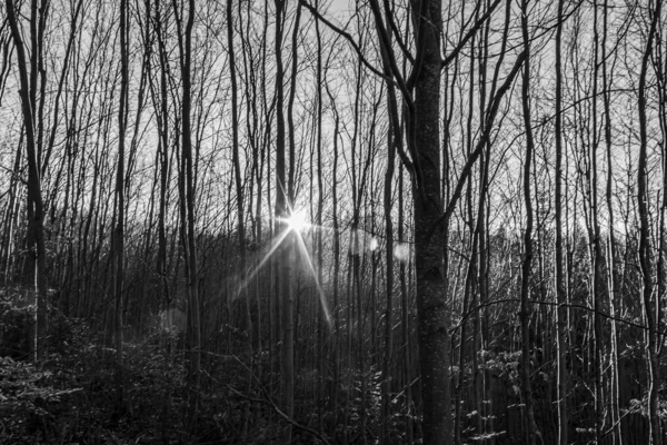 Ormanın güzel manzarası