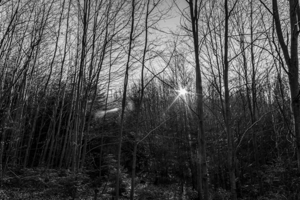 Ormandaki ağaçların ve dalların gri renkli bir görüntüsü.