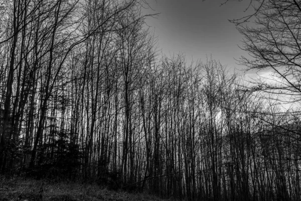 Sabah, ağaçlar ve yapraklarla dolu karanlık bir orman..