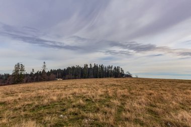 Karpatya dağlarındaki dağ tepelerinin arka planında bir ağaç olan güzel kış manzarası