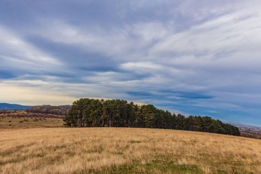 Arka planda mavi gökyüzü olan güzel bir ağaç görüntüsü.