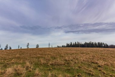 Kışın yeşil tarlalı manzara