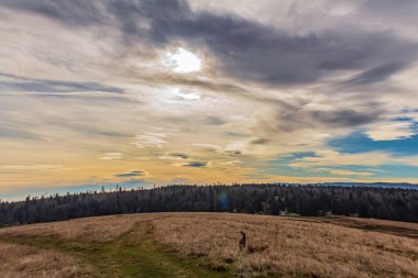 Güzel kış manzarası. Arkasında karla kaplı dağlar.