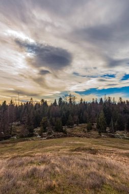 Arka planda bir ağaç ve ormanın olduğu güzel bir manzaranın dikey görüntüsü.
