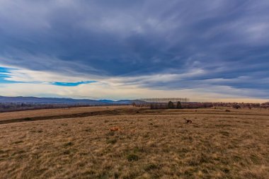 Ağaçlı güzel sonbahar manzarası