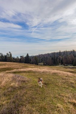 Peyzaj, Orman, Karpatlar, Doğa Fotoğrafları - Avrupa, Doğu Avrupa