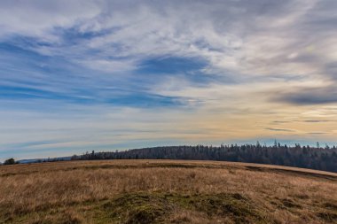 Ağaçlarla dolu bir tarlası ve bulutlu bir gökyüzü olan sonbahar manzarası