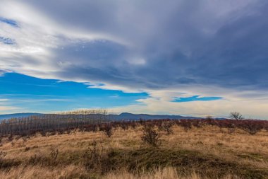 Ağacı ve bulutlu gökyüzü olan güzel bir manzara.