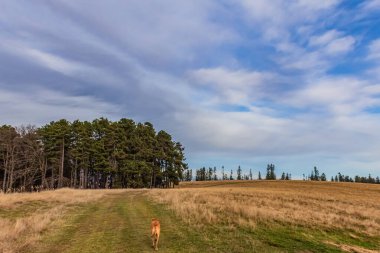 Arka planda bulutlu mavi gökyüzünün arka planında sarı çimen ve bir ağaç olan sonbahar manzarası