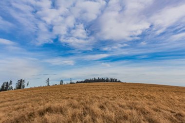 Güzel bir manzara Ağacı ve mavi gökyüzü