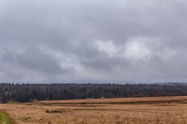 Sonbaharın ortasında ağaçlı bir arazinin dikey çekimi.