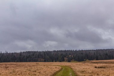 Ormanda bir yolu olan güzel bir sonbahar manzarası.