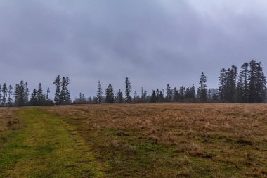 Dağlardaki ormanın manzarası.