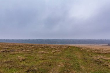 Sonbaharda tarlanın manzarası.