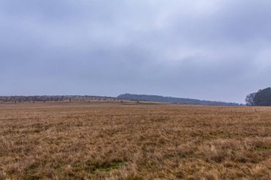 Hollanda ormanlarının sonbahar manzarası