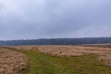 Czech Cumhuriyeti 'ndeki sonbahar ormanı