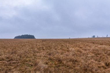 Arka planda çimen ve ağaçlardan oluşan güzel sonbahar manzarası