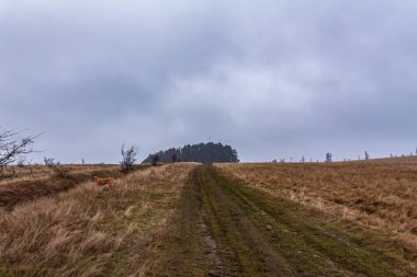 Kırsal bir yolun güzel manzarası.