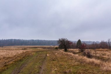 Ormandaki kuru bir ot tarlası.
