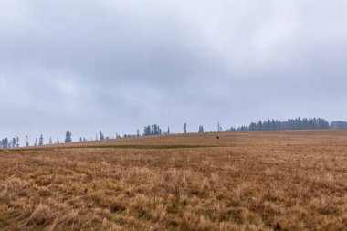 Ağacı ve tarlası olan güzel bir manzara.