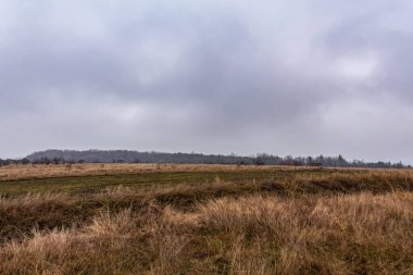Arka planda ağaç olan güzel bir tarla görüntüsü.
