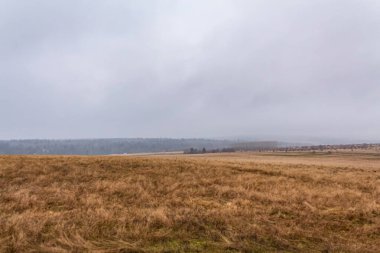Sonbahar ormanının güzel manzarası.