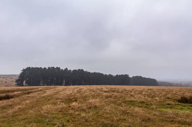 Kırsaldaki bir sonbahar ormanının dikey görüntüsü.