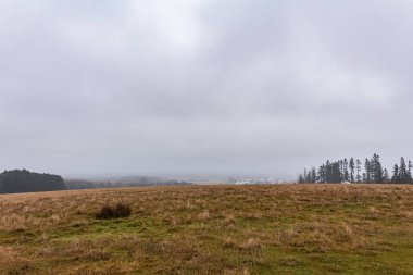 Ormanın güzel manzarası