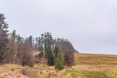 Ormandaki ağaçların manzarası