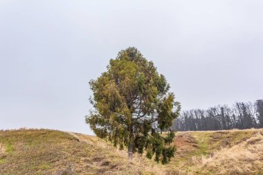 Doğanın güzel manzarası