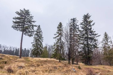 Dağlarda güzel bir ağaç manzarası.