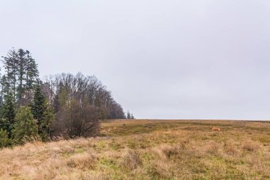 Ormandaki ağaçların sonbahar manzarası.