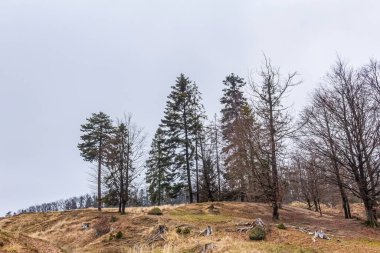Ağaçlar ve ormanlarla dolu sonbahar manzarası